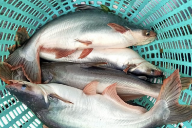 Hoa Kỳ: Kết luận sơ bộ cuộc rà soát hành chính thuế chống bán phá giá lần thứ 20 cá tra Việt Nam 