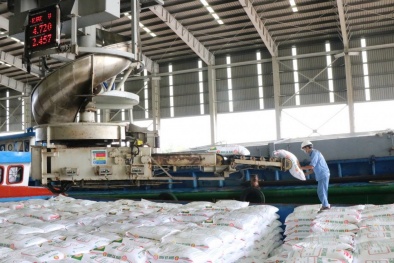 Phân bón Cà Mau: Hơn 400 giải pháp sáng tạo thúc đẩy hiệu quả kinh doanh và quản trị