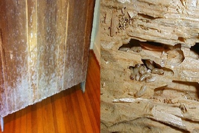 TCVN 13705:2023 chế phẩm bảo quản gỗ - xác định khả năng chống chịu nấm mốc