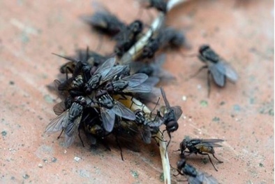 Loài ruồi lây truyền bệnh đau mắt đỏ sau lũ lụt