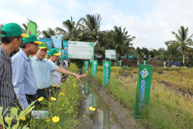 Kết quả khả quan về tín chỉ carbon từ trồng lúa chất lượng cao và phát thải thấp tại ĐBSCL