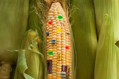 TCVN 13917-2:2023 về phát hiện và định lượng thực vật ngô chuyển gen