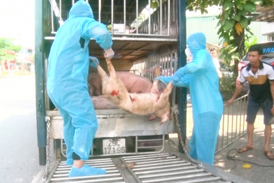 Thái Nguyên: Phát hiện, ngăn chặn phương tiện vận chuyển gần 800kg lợn chết, nhiễm bệnh