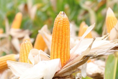 TCVN 13607-3:2023 về giống ngô lai