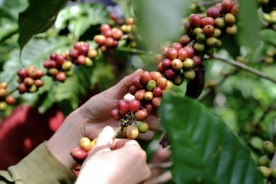 Doanh nghiệp Việt Nam đối mặt hàng loạt quy định khắt khe về tiêu chuẩn xanh của EU