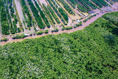 Phát triển lâm nghiệp - giải pháp quan trọng trong giảm phát thải khí nhà kính