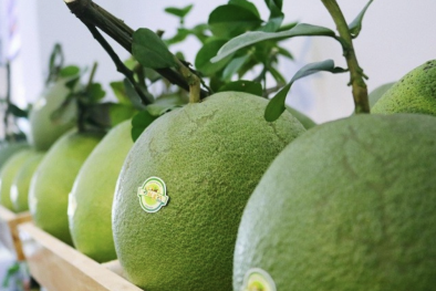 Canada cấp bằng bảo hộ đối với dừa xiêm xanh và bưởi da xanh Bến Tre