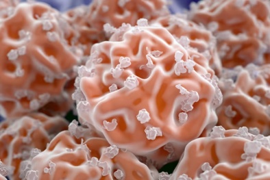 Phát hiện loại tế bào mới có khả năng thúc đẩy quá trình sửa chữa mô