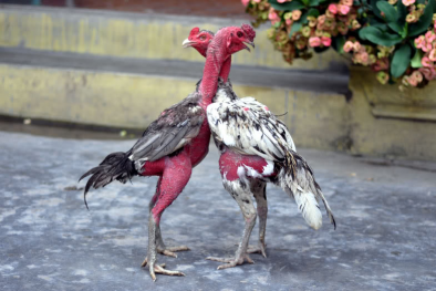 Tiêu chuẩn quốc gia TCVN 12469-10:2022 về giống gà chọi