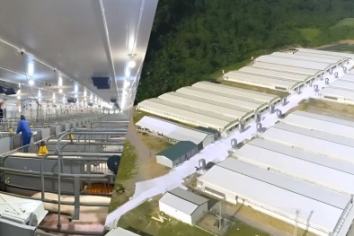 Xử phạt Công ty Dabaco Thanh Hóa do vi phạm về môi trường