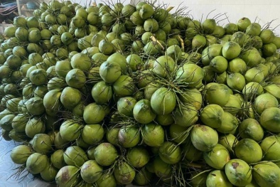 Dừa tươi Việt Nam sắp xuất khẩu chính ngạch sang thị trường Trung Quốc