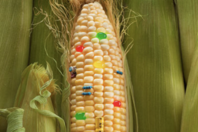 Ủy ban châu Âu cho phép nhập khẩu ngô và bông biến đổi gene