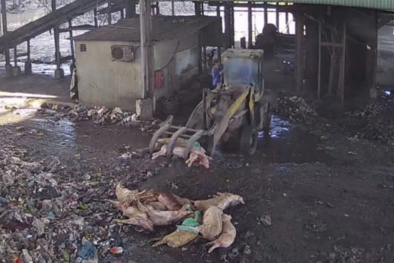 Bình Phước bắt giữ xe tải chở 1,5 tấn heo chết 