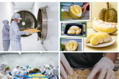Phát triển chế biến sâu, đáp ứng tiêu chuẩn quốc tế giúp nâng tầm xuất khẩu sầu riêng Việt Nam