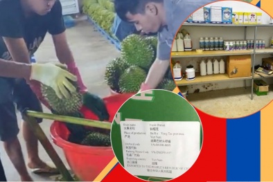 Đắk Lắk: Xử phạt 4 doanh nghiệp vi phạm trong kinh doanh sầu riêng