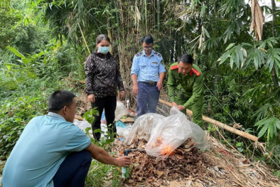 Lai Châu thu giữ củ ráy khô và măng khô không nhãn mác, không có nguồn gốc xuất xứ