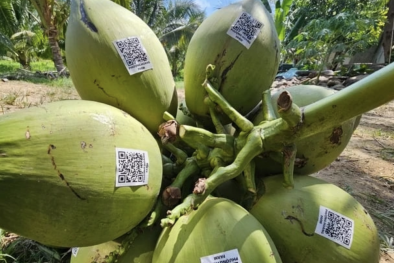 Tăng mạnh lượng dừa Việt Nam tiêu thụ tại thị trường Trung Quốc