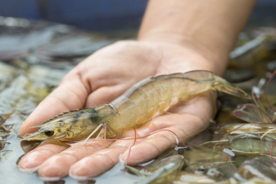 Nâng cao năng suất, chất lượng sản phẩm tôm Việt Nam