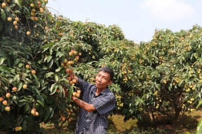 Lâm Đồng ứng dụng truy xuất nguồn gốc vào hạn chế hàng giả, hàng kém chất lượng