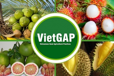 Bến Tre đẩy mạnh phát triển sản xuất cây ăn quả theo tiêu chuẩn VietGAP