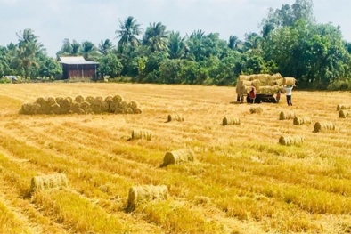 Cần có tiêu chuẩn và quản lý rơm rạ theo hướng tuần hoàn