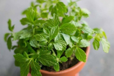 Bác sĩ cảnh báo: Uống giảo cổ lam tùy tiện có thể gây tai biến nguy hiểm