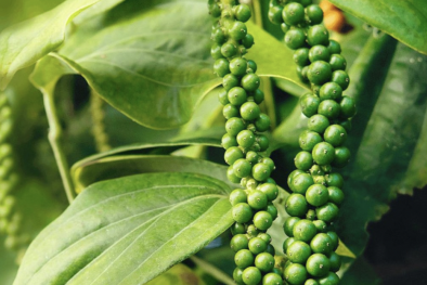 Xuất khẩu hồ tiêu vượt mốc 1 tỷ USD và tiêu chuẩn cần đáp ứng đối với hồ tiêu