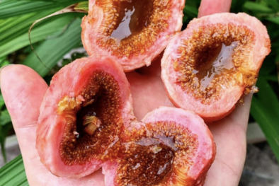 Ăn nhiều trái vả mật gây đau bụng dữ dội phải nhập viện cấp cứu 