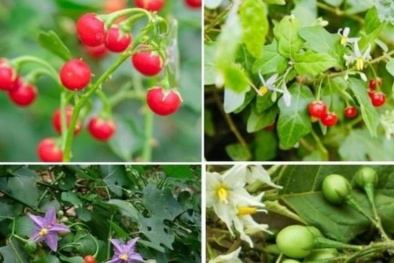 Ngộ độc cây cà gai leo trên rừng, bé gái 8 tuổi tử vong