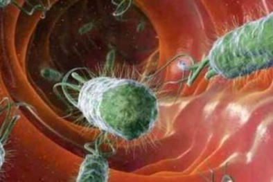 Vụ ngộ độc thực phẩm tại Công ty Shinsung Vina: Mẫu bệnh phẩm dương tính với E.coli