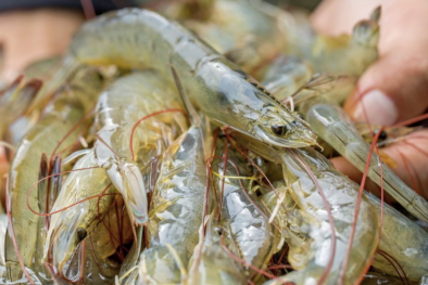 DOC ban hành kết luận cuối cùng vụ điều tra chống trợ cấp tôm nước ấm đông lạnh từ Việt Nam