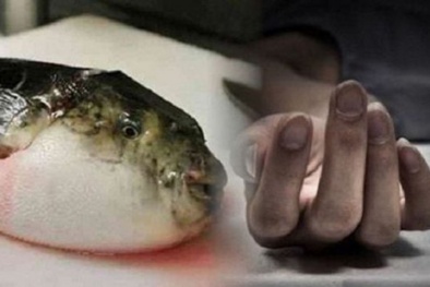 Vì sao cá nóc bị coi là loại ‘cá tử thần’?