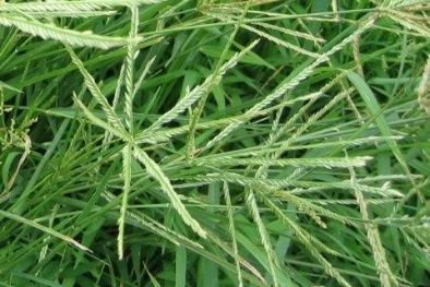 Bộ Y tế chỉ ra các loại cỏ mọc ven đường là cây thuốc quý và những lưu ý khi dùng