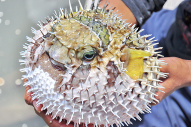 Cảnh báo về loài cá có độc tố cực mạnh vẫn được người dân bày bán, tiêu thụ