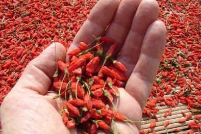 Người dùng cần lưu ý khi sử dụng kỷ tử có xuất xứ Trung Quốc