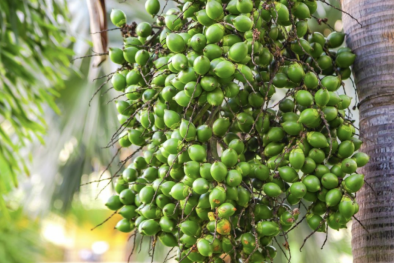 Tiềm ẩn nhiều rủi ro khi xuất khẩu cau sang thị trường Trung Quốc tăng mạnh