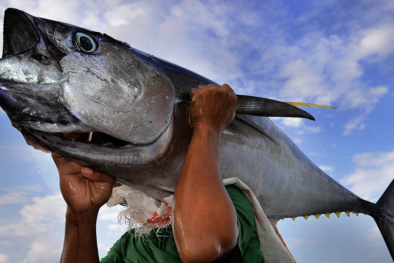 Thách thức từ thị trường và nguồn cung đe dọa ngành hàng cá ngừ Việt Nam xuất khẩu 