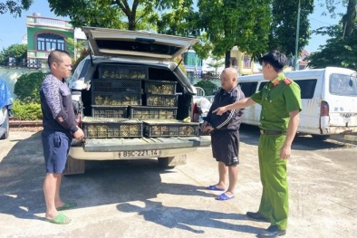 Bắt giữ lượng lớn gia cầm giống nhập lậu tại Quảng Ninh