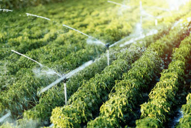 Ứng dụng công nghệ cao vào hợp tác xã để nâng cao năng suất và giá trị hàng hóa