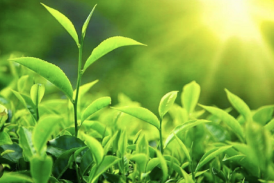 Sản phẩm chè Việt Nam cần nâng cao chất lượng, đạt tiêu chuẩn khắt khe của thị trường xuất khẩu