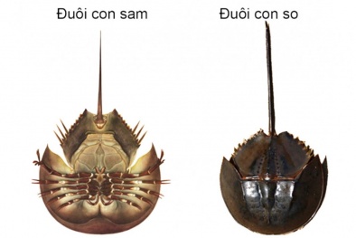 Độc tố tetrodotoxin trong so biển có thể gây tử vong