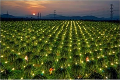 Long An phát triển vùng thanh long chất lượng cao với tiêu chuẩn và công nghệ hiện đại