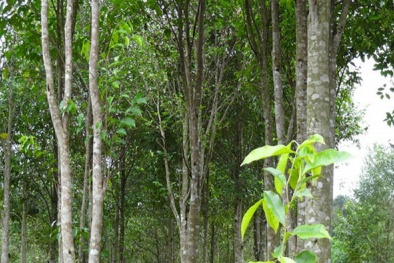 TCVN 8757:2024 về giống cây nông nghiệp- vườn giống cây lấy gỗ và cây lâm sản ngoài gỗ