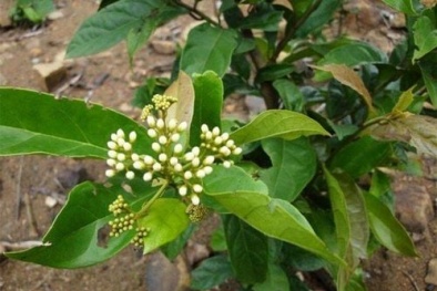 Bác sĩ khuyến cáo không nên dùng xạ đen để giảm cân vì thiếu bằng chứng khoa học