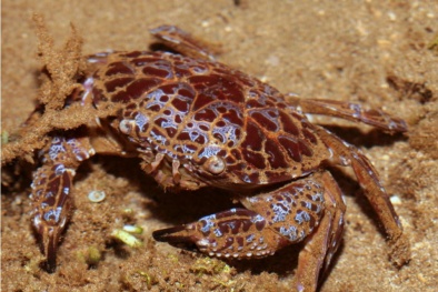 Độc tố chứa trong một số loài cua biển có thể gây chết người