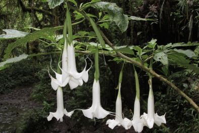 Nhập viện cấp cứu khẩn sau khi ăn hoa chuông