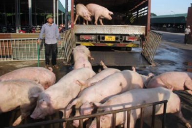 Tăng cường chống buôn lậu, vận chuyển trái phép lợn, các sản phẩm từ lợn