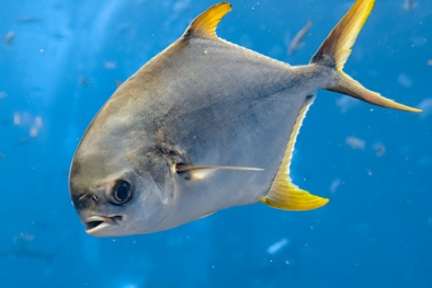 TCVN 13979:2024 thức ăn hỗn hợp cho cá chim vây vàng