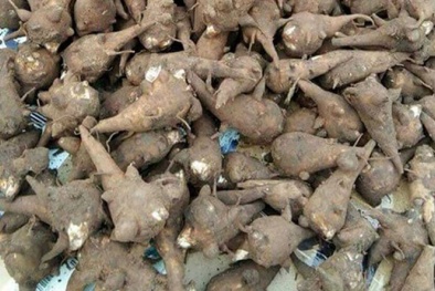 Ngộ độc nặng do ăn củ ấu tàu chứa chất độc aconitin- thuốc độc bảng A 