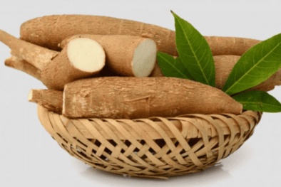 Ngộ độc chất acid cyanhydric trong củ sắn có thể gây tử vong